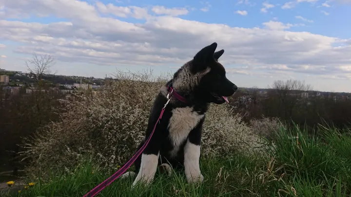 Amerikiečių akita - Agata